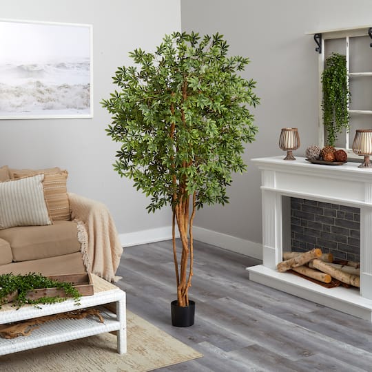 6ft. Potted Japanese Maple Silk Tree